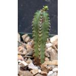 Euphorbia jansenvillensis 4-inch pots