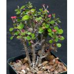 Euphorbia milii var. imperatae 4-inch pots