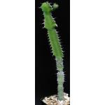 Euphorbia parciramulosa 5-inch pots