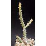 Euphorbia subsalsa 5-inch pots