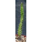 Euphorbia waterbergensis 4-inch pots