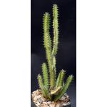 Euphorbia waterbergensis 5-inch pots
