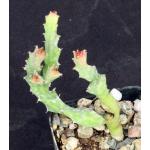 Euphorbia brevitorta 2-inch pots