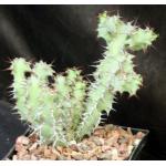 Euphorbia leontopoda (Carter 866) 5-inch pots