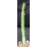 Euphorbia quadrilatera 4-inch pots