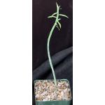 Euphorbia mauritanica 4-inch pots