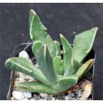 Faucaria bosscheana (albidens) 2-inch pots Faucaria bosscheana (albidens) 2-inch pots