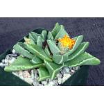 Faucaria britteniae 4-inch pots