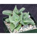Faucaria tigrina 4-inch pots
