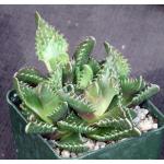 Faucaria tuberculosa 4-inch pots