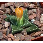 Faucaria tuberculosa 4-inch pots Faucaria tuberculosa 4-inch pots