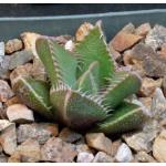 Faucaria tigrina 4-inch pots Faucaria tigrina 4-inch pots