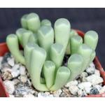 Fenestraria rhopalophylla ssp. rhopalophylla 3-inch pots