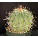 Ferocactus alamosanus 8-inch pots