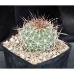 Ferocactus lindsayi one-gallon pots