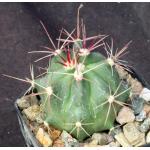 Ferocactus pilosus 2-inch pots