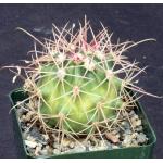 Ferocactus viridescens ssp. littoralis (San Jose, BCN) 4-inch po