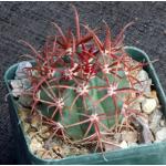 Ferocactus cylindraceous 2-inch pots