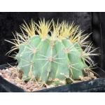 Ferocactus glaucescens one-gallon pots Ferocactus glaucescens one-gallon pots