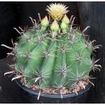 Ferocactus herrerae 2-gallon pots