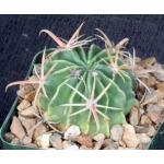 Ferocactus latispinus 4-inch pots