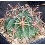 Ferocactus latispinus 5-inch pots