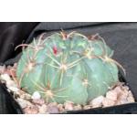 Ferocactus macrodiscus 5-inch pots