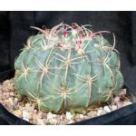 Ferocactus macrodiscus one-gallon pots