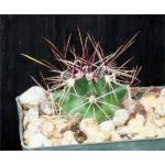 Ferocactus hamatacanthus 3-inch pots Ferocactus hamatacanthus 3-inch pots