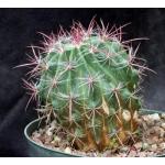 Ferocactus pilosus 8-inch pots