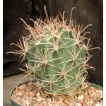 Ferocactus santa-maria 8-inch pots