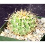 Ferocactus schwarzii 4-inch pots