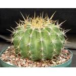 Ferocactus schwarzii 8-inch pots