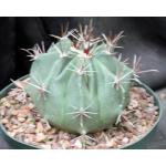 Ferocactus townsendianus 8-inch pots