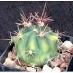 Ferocactus townsendianus 2-inch pots