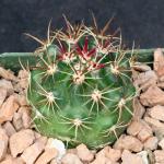 Ferocactus viridescens (San Diego County) 4-inch pots