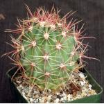 Ferocactus viridescens ssp. littoralis (San Jose, BCN) 4-inch po