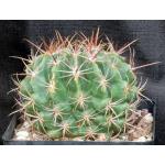 Ferocactus viridescens ssp. orcuttii one-gallon pots