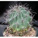Ferocactus wislizeni 8-inch pots