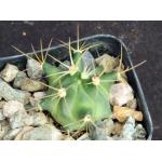 Ferocactus alamosanus 2-inch pots