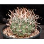 Ferocactus chrysacanthus ssp. coloratus 2-gallon pots