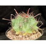 Ferocactus herrerae 8-inch pots