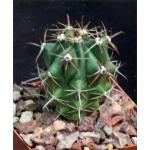 Ferocactus herrerae 4-inch pots Ferocactus herrerae 4-inch pots