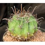 Ferocactus herrerae 8-inch pots