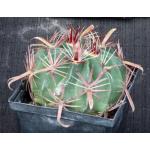 Ferocactus latispinus 5-inch pots