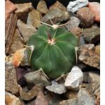 Ferocactus latispinus 2-inch pots