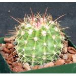 Ferocactus lindsayi  4-inch pots