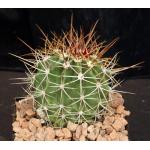 Ferocactus lindsayi  5-inch pots