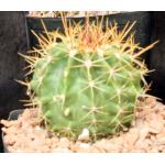 Ferocactus lindsayi  one-gallon pots