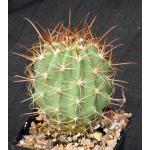 Ferocactus lindsayi  5-inch pots